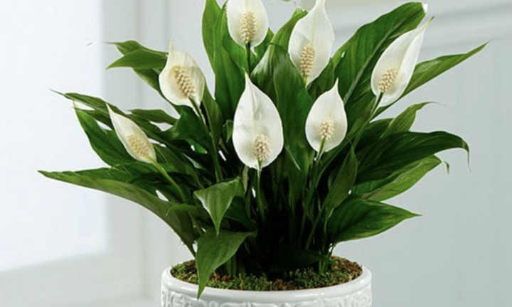 Có nên trồng cây lan ý trong nhà?