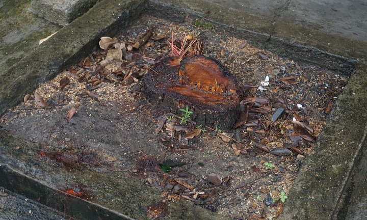 Đốn cây sưa nhưng không báo trước, công ty cây xanh bồi thường 12 triệu 