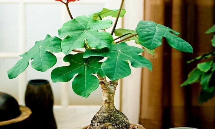 Cây ngô đồng cảnh có ý nghĩa gì?