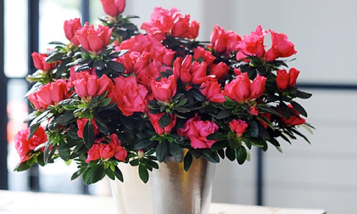 Ý nghĩa phong thủy của hoa đỗ quyên