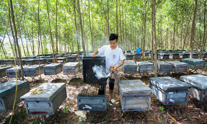 Nhọc nhằn nghề chăn ong ‘du mục’ 