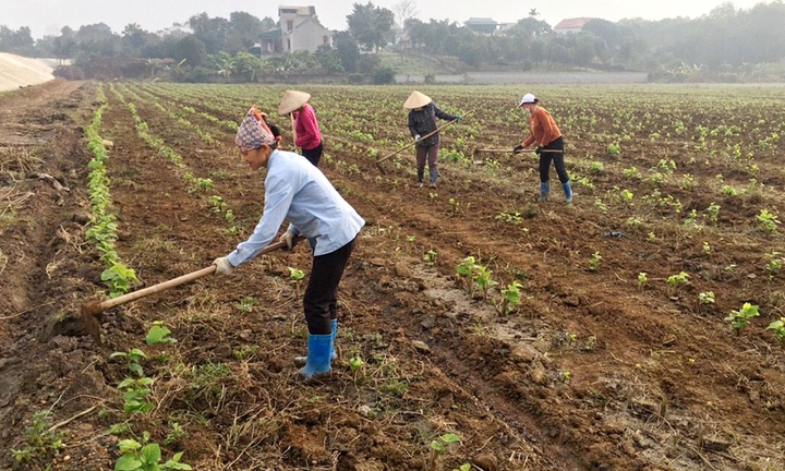 Từng bước hình thành vùng sản xuất tập trung ở huyện Lạc Thủy