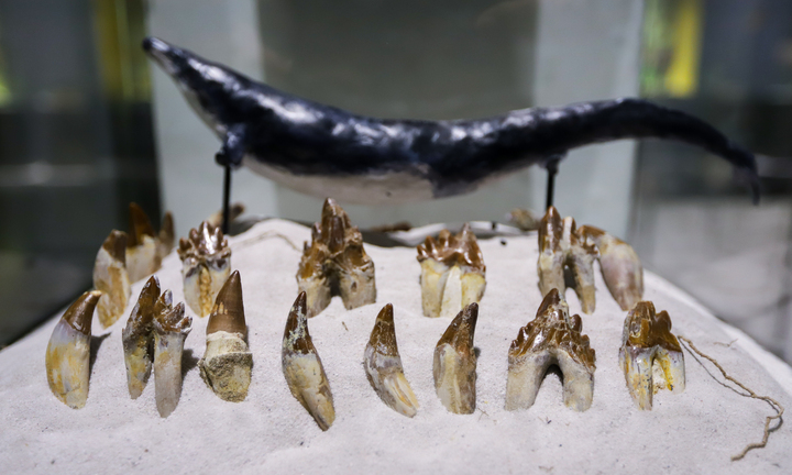 Cận cảnh những mẫu hóa thạch niên đại hàng trăm triệu năm trưng bày ở Hà Nội