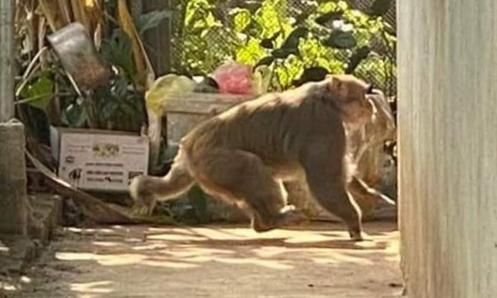 Hai con khỉ hoang phá phách đồ đạc, cây trồng của người dân Sơn La