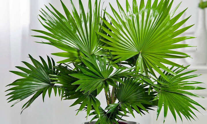 Có nên trồng cây cọ cảnh trong nhà?