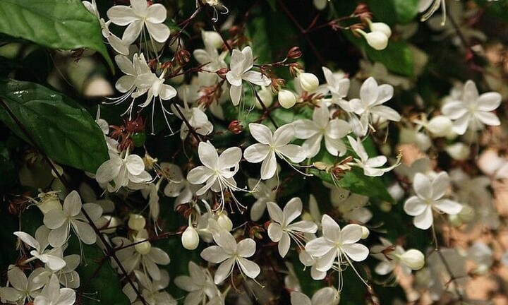 Ý nghĩa phong thủy của cây dạ ngọc minh châu