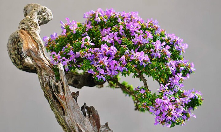 Ý nghĩa phong thủy của cây linh sam