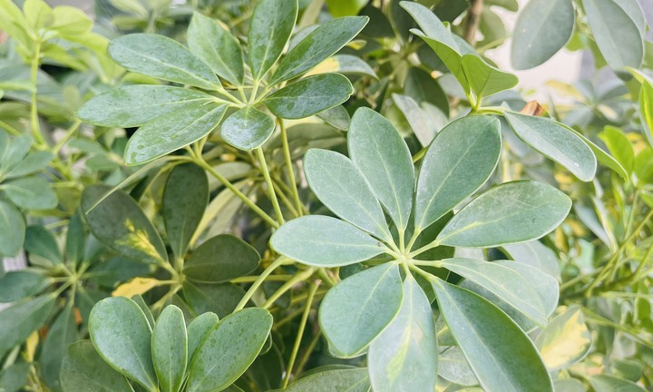 Ý nghĩa phong thủy của cây ngũ gia bì