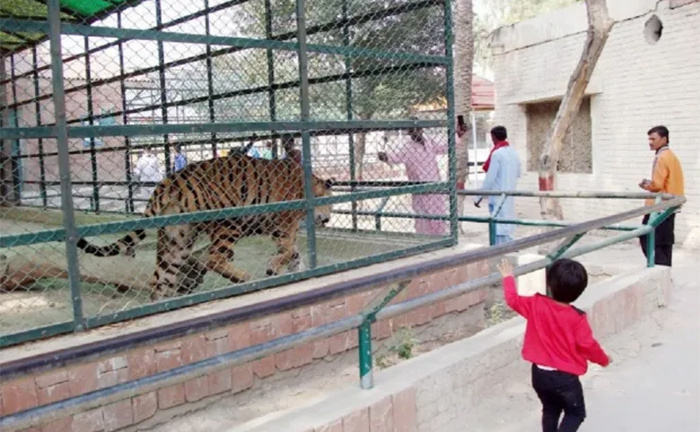 Nhảy vào chuồng thú dữ, du khách bị hổ ăn thịt 