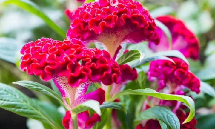 Hoa mào gà có ý nghĩa gì?