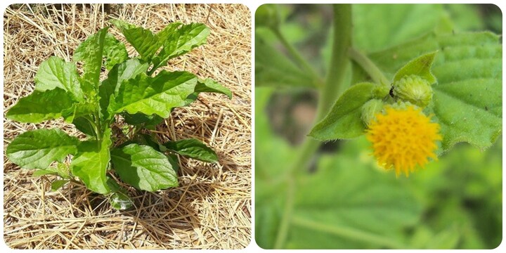 Rau cải trời có tác dụng gì?