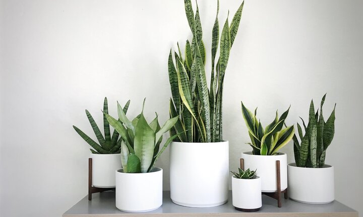 Cây lưỡi mèo và cây lưỡi hổ khác gì nhau?