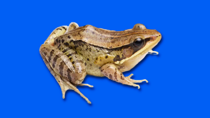 Phát hiện loài ếch mới có tiếng kêu quạc quạc như vịt