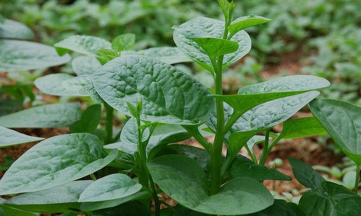 5 loại rau dân dã giúp quý ông luôn sung mãn trong 'chuyện ấy'