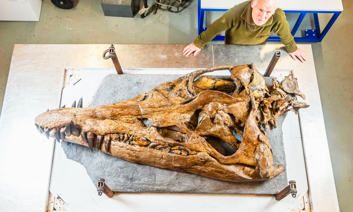 Phát hiện hộp sọ hoàn hảo của quái vật biển khổng lồ ở bờ biển kỷ Jura