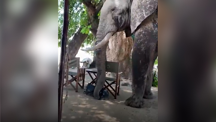 Voi xông vào nơi cắm trại trộm ba lô du khách tìm thức ăn