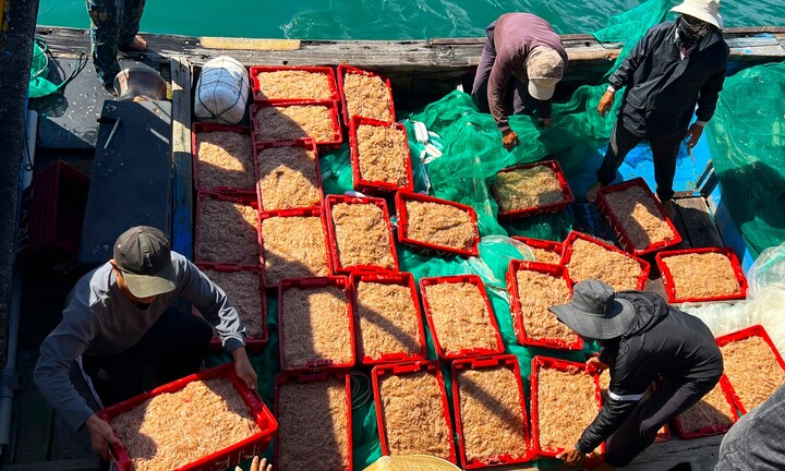‘Lộc biển’ về sớm, ngư dân Bình Định kiếm tiền triệu chỉ vài giờ
