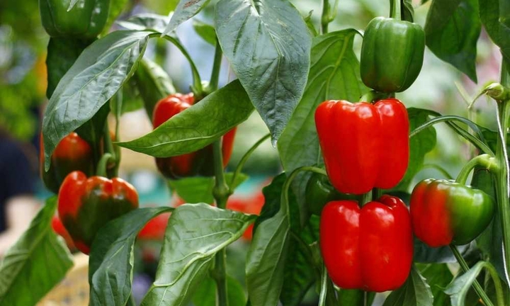 Bệnh thận nên ăn gì?