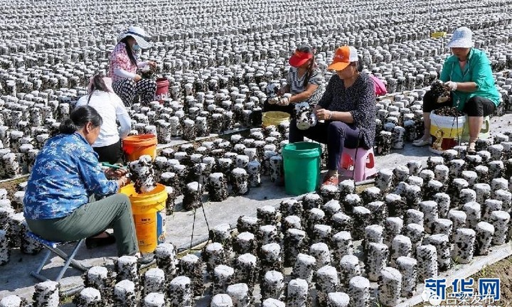 Làng mộc nhĩ ở Trung Quốc