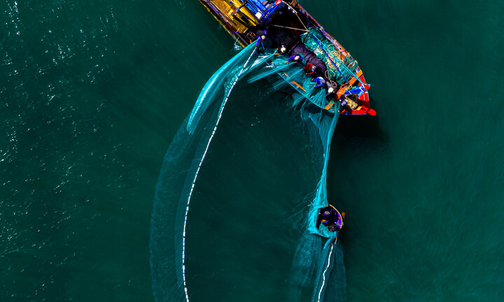 Ngư dân Bình Định bội thu mùa ruốc sớm 