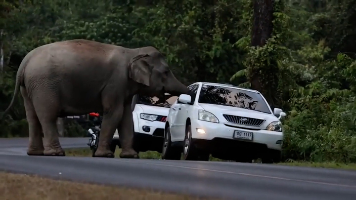 Voi húc vỡ kính ô tô tìm thức ăn