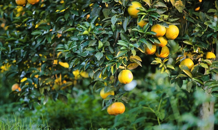 Vườn cam 'tiến vua' đẹp bậc nhất miền Trung 