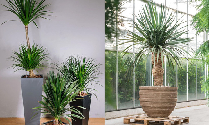 Cây đại lộc hợp mệnh gì?