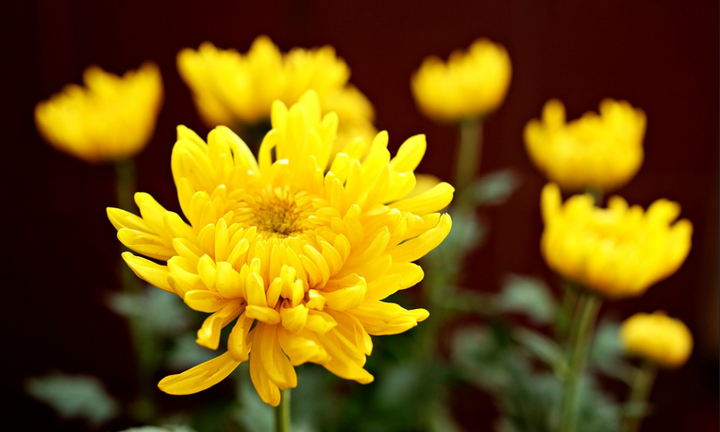 Loại hoa trưng bàn thờ đẹp và ý nghĩa