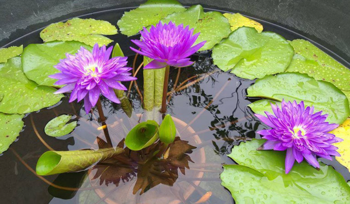 Ý nghĩa phong thủy của hoa súng 