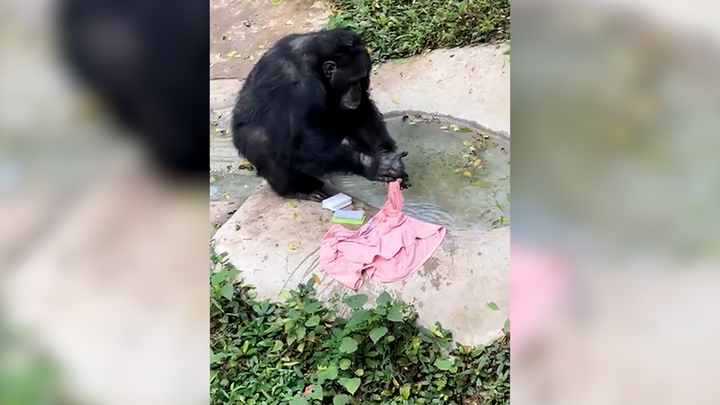 Choáng với hình ảnh tinh tinh ngồi giặt quần áo bằng xà phòng