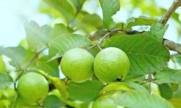 Có nên trồng cây ổi trước nhà?