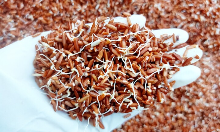 Loại thực phẩm nảy mầm cực tốt cho sức khỏe