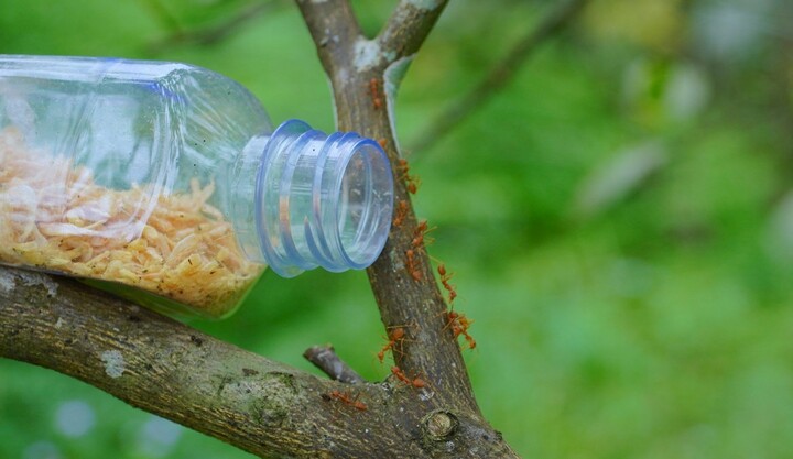 Nông dân Hà Tĩnh giăng 'thiên la địa võng' nuôi kiến vàng bảo vệ vườn cam