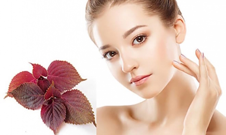 Cách trị nám da bằng lá tía tô