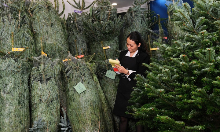  TP.HCM: Cây thông tươi nhập khẩu hút khách trước Giáng sinh
