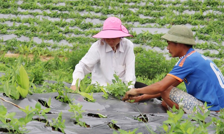 Làm sao để đưa dược liệu Việt Nam ra thế giới?