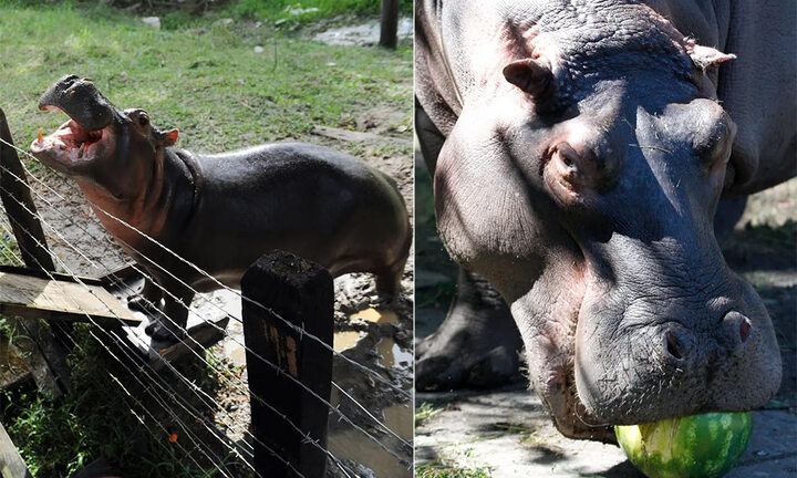 Nhân viên vườn thú bị hà mã tấn công đến chết