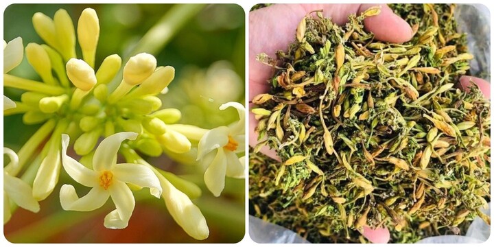 Tác dụng của bông đu đủ đực ít người biết