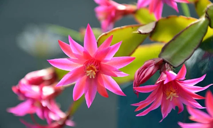 Ý nghĩa phong thủy của cây lan càng cua