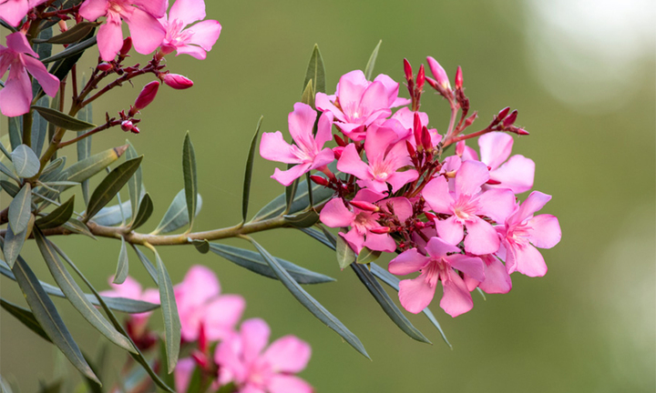 Các loại cây cảnh có độc không nên để trong nhà