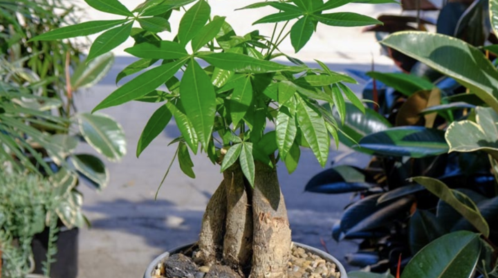 Cây kim ngân hợp mệnh gì?