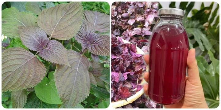 Lá tía tô trị bệnh gì?