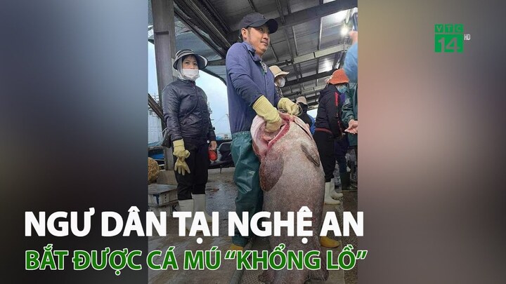 Ngư dân Nghệ An bắt được cá mú nặng gần 70 kg
