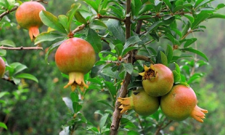 Nhà hướng Nam nên trồng cây gì dễ chăm sóc, hút tài lộc?