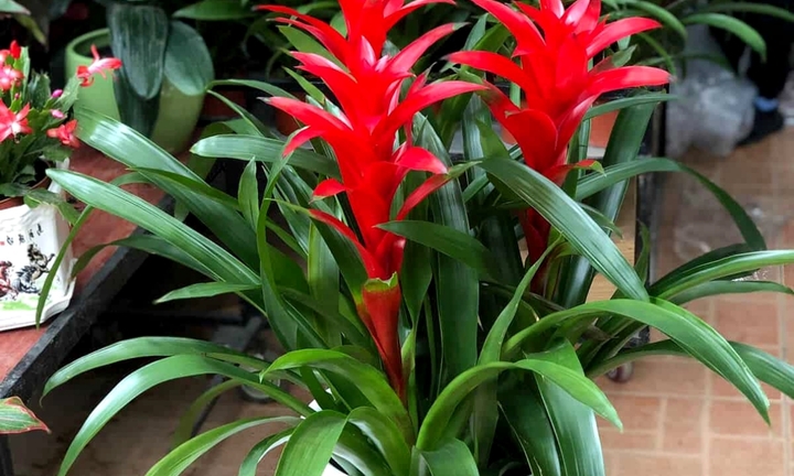 Ý nghĩa phong thủy của cây phong lộc hoa