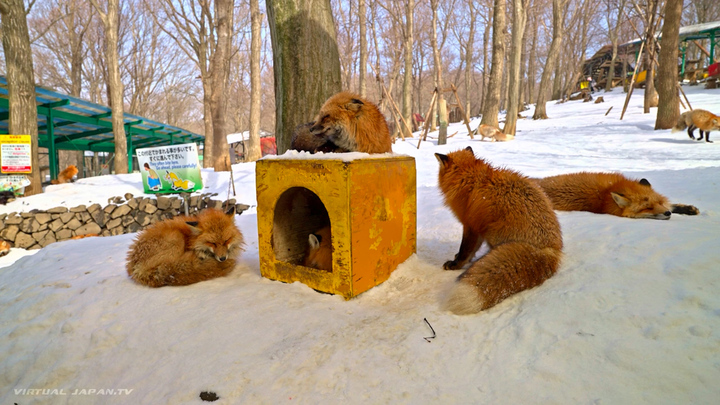 Làng cáo hoang dã Nhật Bản vào mùa tuyết trắng 