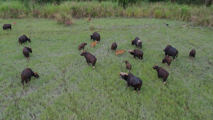 Ngỡ ngàng trước đàn bò tót cực đông đúc tại VQG Cát Tiên
