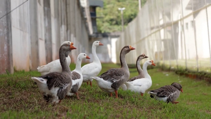 Đàn ngỗng canh gác nhà tù thay chó nghiệp vụ ở Brazil