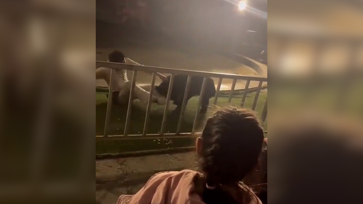 Hoảng hồn gấu đang biểu diễn xiếc bất ngờ tấn công huấn luyện viên