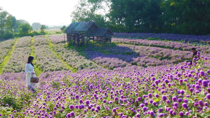 Vườn hoa bách nhật nở rộ đẹp như trời Âu thu hút giới trẻ Hà Nội